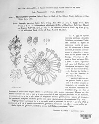 Microsphaera quercina image